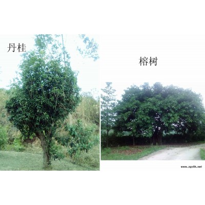 丹桂.榕樹.平賣