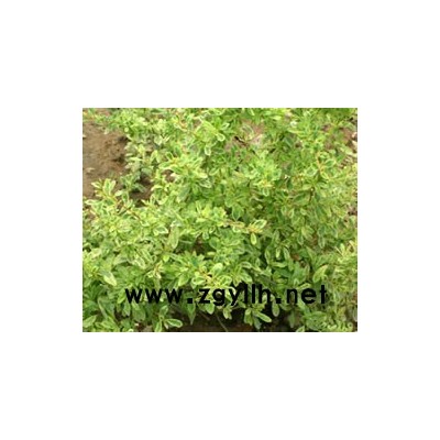 紅葉石楠工程苗