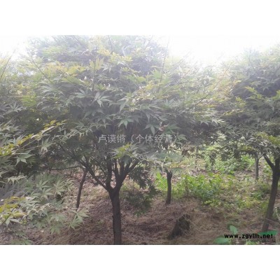 櫻花,浙江櫻花種苗基地,櫻花規格*