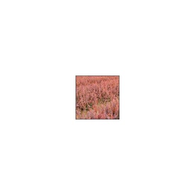 月季、紅葉小檗、金葉女貞、紫葉女貞、紅葉李