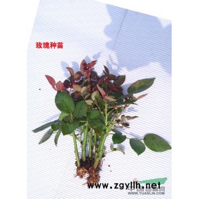 月季苗多品種大量供應