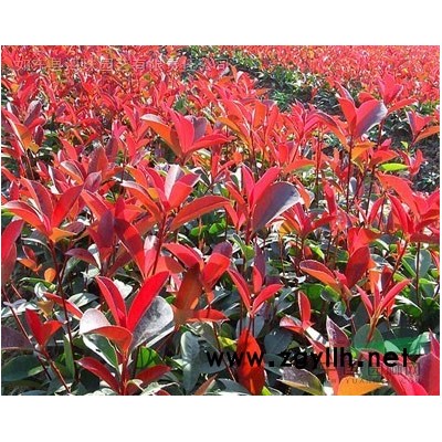 紅葉石楠容器苗