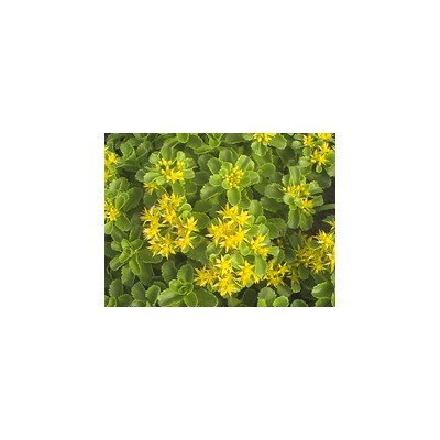 金葉蕕