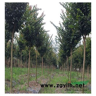 皖處理一批4-8公分高桿紅葉石楠5000-6000棵