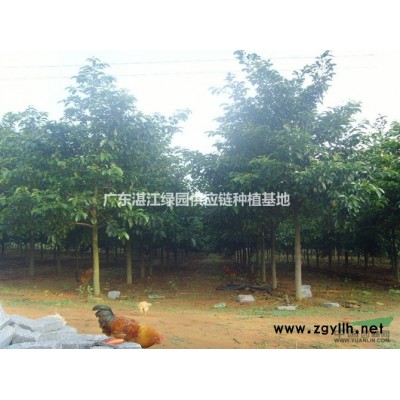 長期自銷8-9公分大葉紫薇