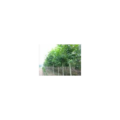 紫荊