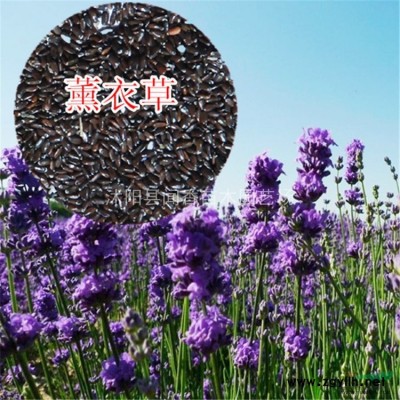 國槐樹苗7公分價格 國槐樹苗批發 國槐樹苗基地