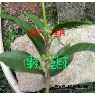 供應藍桂花種苗