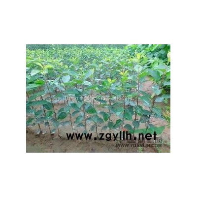 長期供應30-1米高的黑松