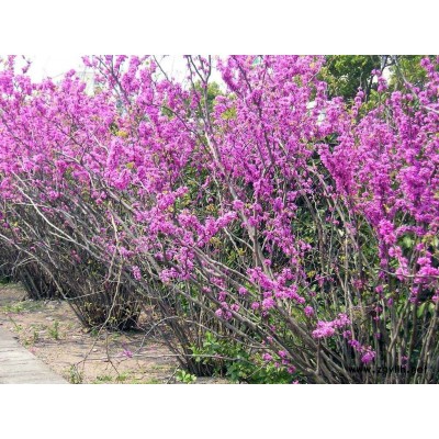 紫荊
