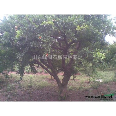 石榴樹苗