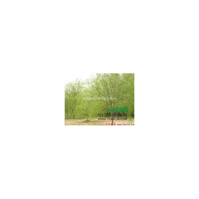 五角楓小苗*新價(jià)格/五角楓價(jià)格咨詢