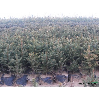 黑龍江佳木斯供應(yīng)云杉20--60公分