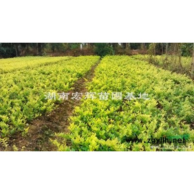 大量供應桂花苗