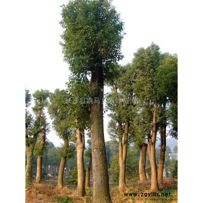 桂花 桂花樹 桂花價格 桂花樹價格 桂花報價 桂花樹報價