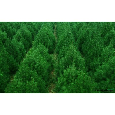 長期供應白皮松、油松、各種規格