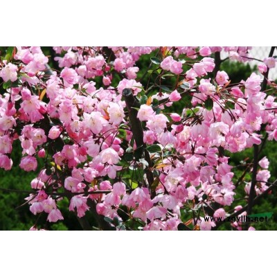 浙江蕭山大量供應——紅、紫玉蘭6-7-8