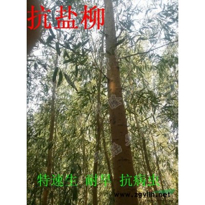 速生柳