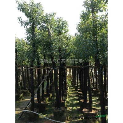福建香樟價格 漳州全冠移植香樟 種植技術 2013綠化苗木