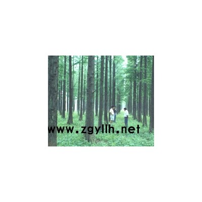 供應：落羽杉小苗、中山杉小苗、水杉小苗價格