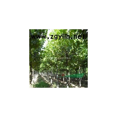 速生白蠟價格市場報價及動態(tài)