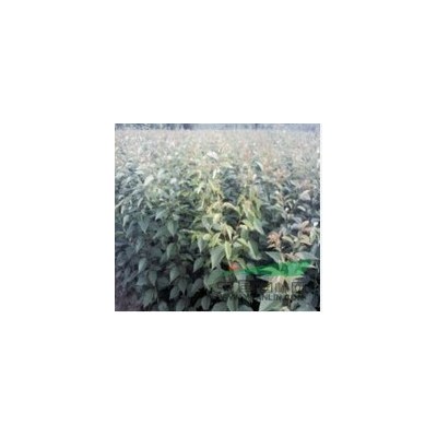 低價大量供應(yīng)櫻花苗，珙桐苗，七葉樹苗 銀杏苗，高桿紅葉石楠，