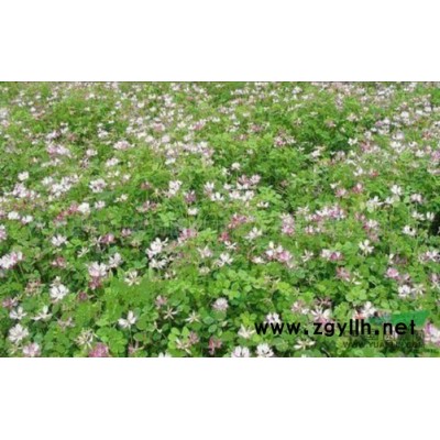 供應北海道黃楊大中小規格苗木