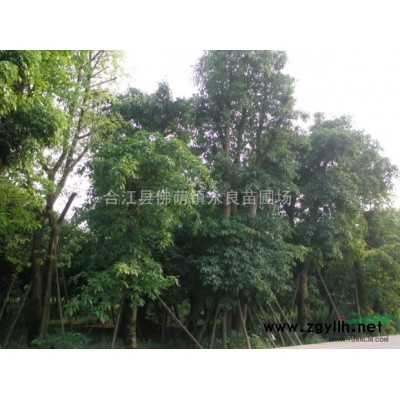 貴州桂花樹、宜賓桂花樹、赤水桂花樹、內江桂花樹、自貢桂花樹