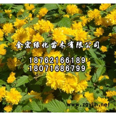 構樹