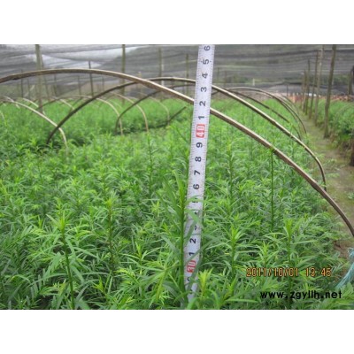 中國特*當年南方紅豆杉小苗