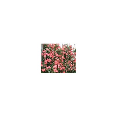 盆栽月季