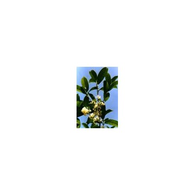 桂花之鄉農辦基地供各規格桂花樹