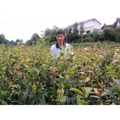 良種油茶苗木