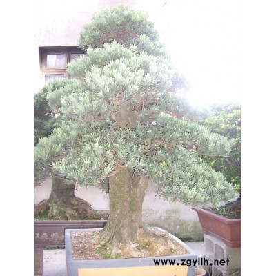 五針?biāo)膳杈?/></a>
<div><a href=