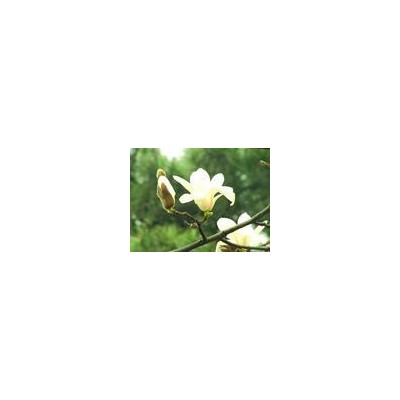 櫻花