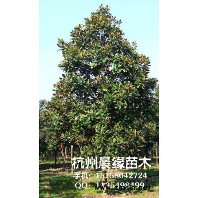 桃葉珊瑚