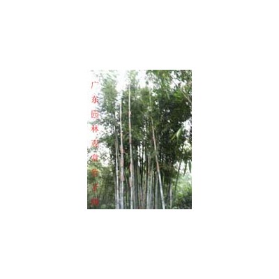 黃槐