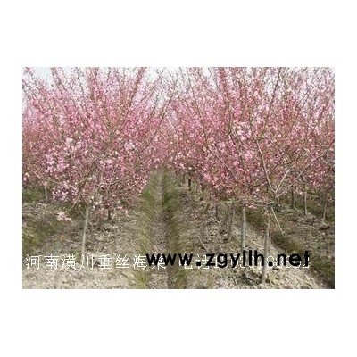 籽播雪松、濕地松、黑松、羅漢松、油松、馬尾松、繡球松
