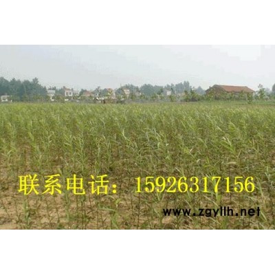 美國竹柳 樟樹 桂花樹