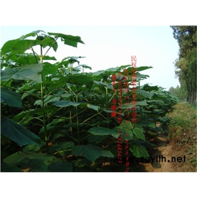 9501泡桐苗、泡桐根