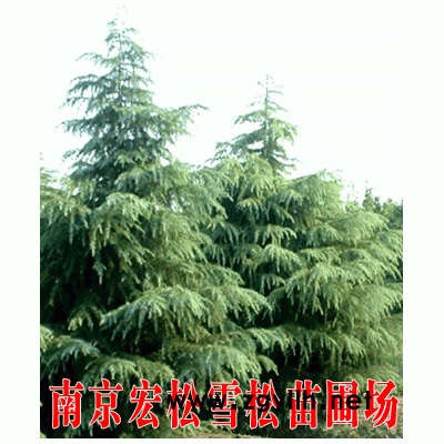 南京雪松、廣玉蘭、大葉女貞、龍柏等