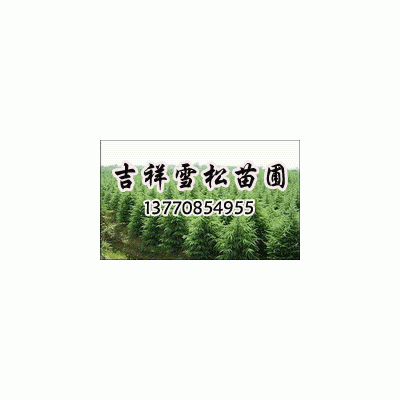 雪松、黃楊等綠化苗木