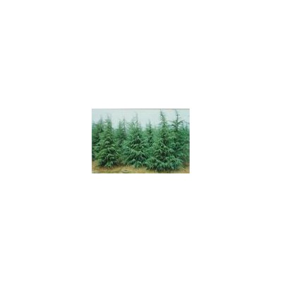 雪松蜀檜女貞等苗木