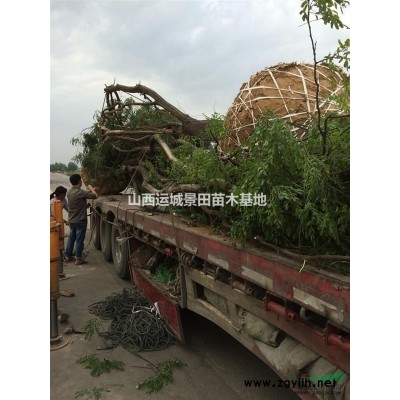 供應山西國槐，15公分國槐，18公分國槐價格