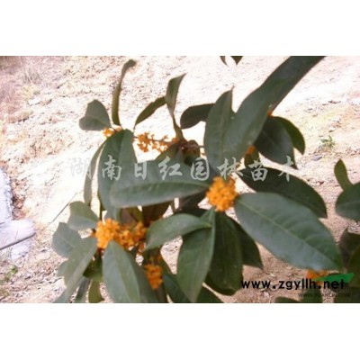 湖南國槐介紹