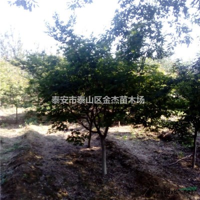 山東優質黃金槐樹苗基地價格批發種植銷售綠化工程苗金枝國槐樹苗