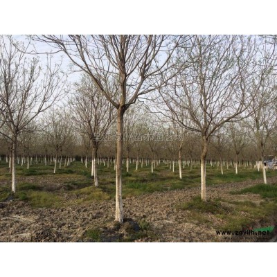 國槐3*新價(jià)格/國槐3報(bào)價(jià)