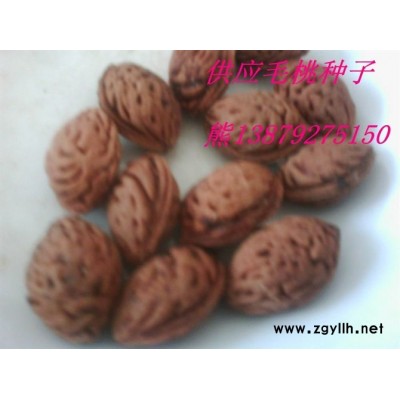 江西國槐種子