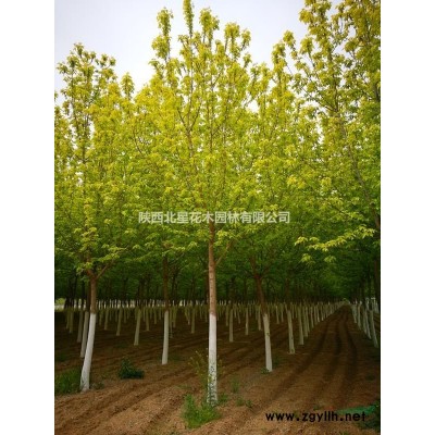 陜西國槐價格 國槐圖片 國槐產地 國槐綠化苗木苗圃基地