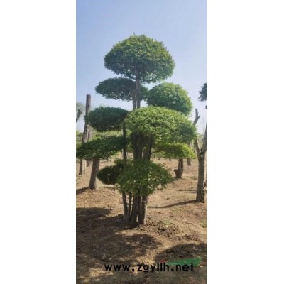 各種規格的古樹國槐
